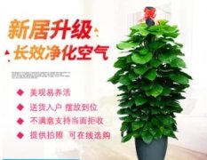 鲜花绿植 单位办公室绿植盆栽租摆租售，植物造景，园林景观施工