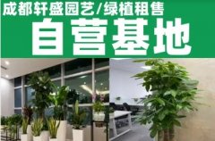 绿植租摆 园林养护 花园设计 办公室盆栽花卉批发出售