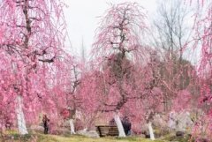 问花村休闲纯玩一日游